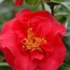 Camélia 'crimson Glory' - 4l -VIDA Plantes Magasin 6481c9e6daf837.97894171