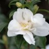 Camélia 'little Liane' - 4l -VIDA Plantes Magasin 6481c9e7459647.76716194