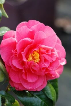 Camélia 'benikarako' - 1l