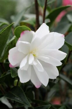 Camélia 'blush' - 4l