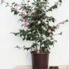 Camélia 'minato-no-akebono' - 5l -VIDA Plantes Magasin 6481c9ebe005b5.00123818