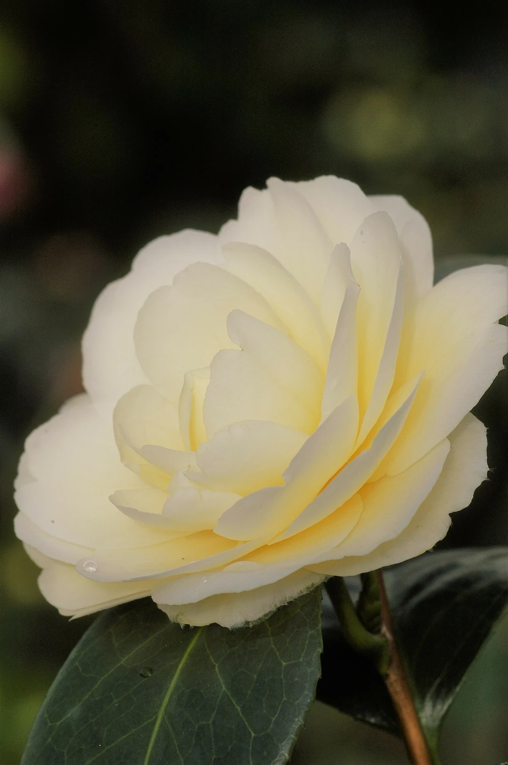 Camélia 'dahlohnega' - 4l 3 Camélia 'dahlohnega' - 4l