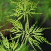 Erable 'seiryu' - 2l -VIDA Plantes Magasin 6481c9f00b2324.56631340