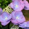 Hortensia 'zorro ?' - 3l -VIDA Plantes Magasin 6481c9f5a73284.16341464