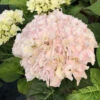 Hortensia Rembrandt ? 'elegant Rosa' - 5l -VIDA Plantes Magasin 6481c9f6b61882.70746000