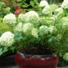 Hortensia 'limelight ?' - 3l -VIDA Plantes Magasin 6481c9f71924e1.60295964