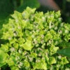 Hortensia Rembrandt ? 'vibrant Verde' - 5l -VIDA Plantes Magasin 6481c9f76ab547.07438484