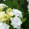 Hortensia 'wedding Gown' - 5l -VIDA Plantes Magasin 6481c9fa56f3c4.79421677