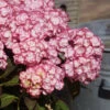 Hortensia 'miss Saori' - 3l -VIDA Plantes Magasin 6481c9fb895f87.17952203