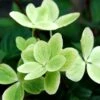 Hortensia 'pastelgreen ?' - 3l -VIDA Plantes Magasin 6481c9fbddeda6.40744747