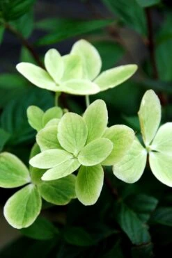 Hortensia 'pastelgreen ?' - 3l