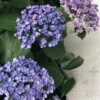Hortensia 'ayesha' - 3l -VIDA Plantes Magasin 6481c9fc3ec899.36987917