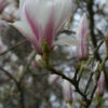 Magnolia Soulangeana - 4l -VIDA Plantes Magasin 6481c9fc948fc8.53839026