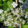 Hortensia Grimpant - 3l -VIDA Plantes Magasin 6481ca11049438.98025940