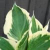 Hosta 'patriot' - 3l -VIDA Plantes Magasin 6481ca21a8f604.15625817