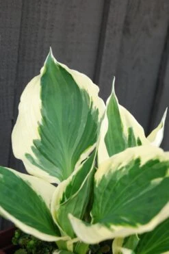 Hosta 'patriot' - 3l