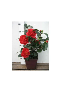 Camelia 'fondation Luciano Pavarotti' - 4l -VIDA Plantes Magasin 6481ca27f41844.81581023