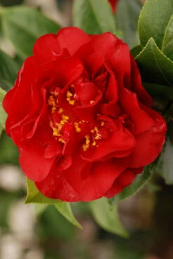 Camelia 'fondation Luciano Pavarotti' - 4l