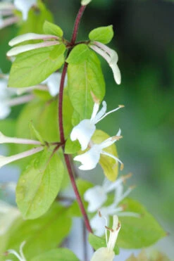Chèvrefeuille 'hall's Prolific' - 3l