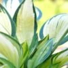 Hosta 'june' - 3l -VIDA Plantes Magasin 6481ca981504f4.14856546