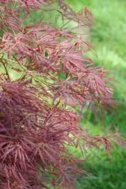 Erable 'firecracker' - 4l