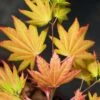 Erable 'autumn Moon' - 4l -VIDA Plantes Magasin 6481ca9f42a570.57097973