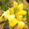 Canna 'yellow Jaune' - 3l -VIDA Plantes Magasin 6481ca9fa15f80.08455246