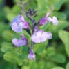 Sauge 'so Cool Pale Blue' - 3l -VIDA Plantes Magasin 6481caa00eaf74.30265063