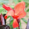 Canna 'bronze Scarlet' - 3l -VIDA Plantes Magasin 6481caa06435e3.54128506