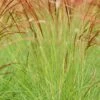 Miscanthus 'cute One' - 3l -VIDA Plantes Magasin 6481caa16d3cf4.43438787