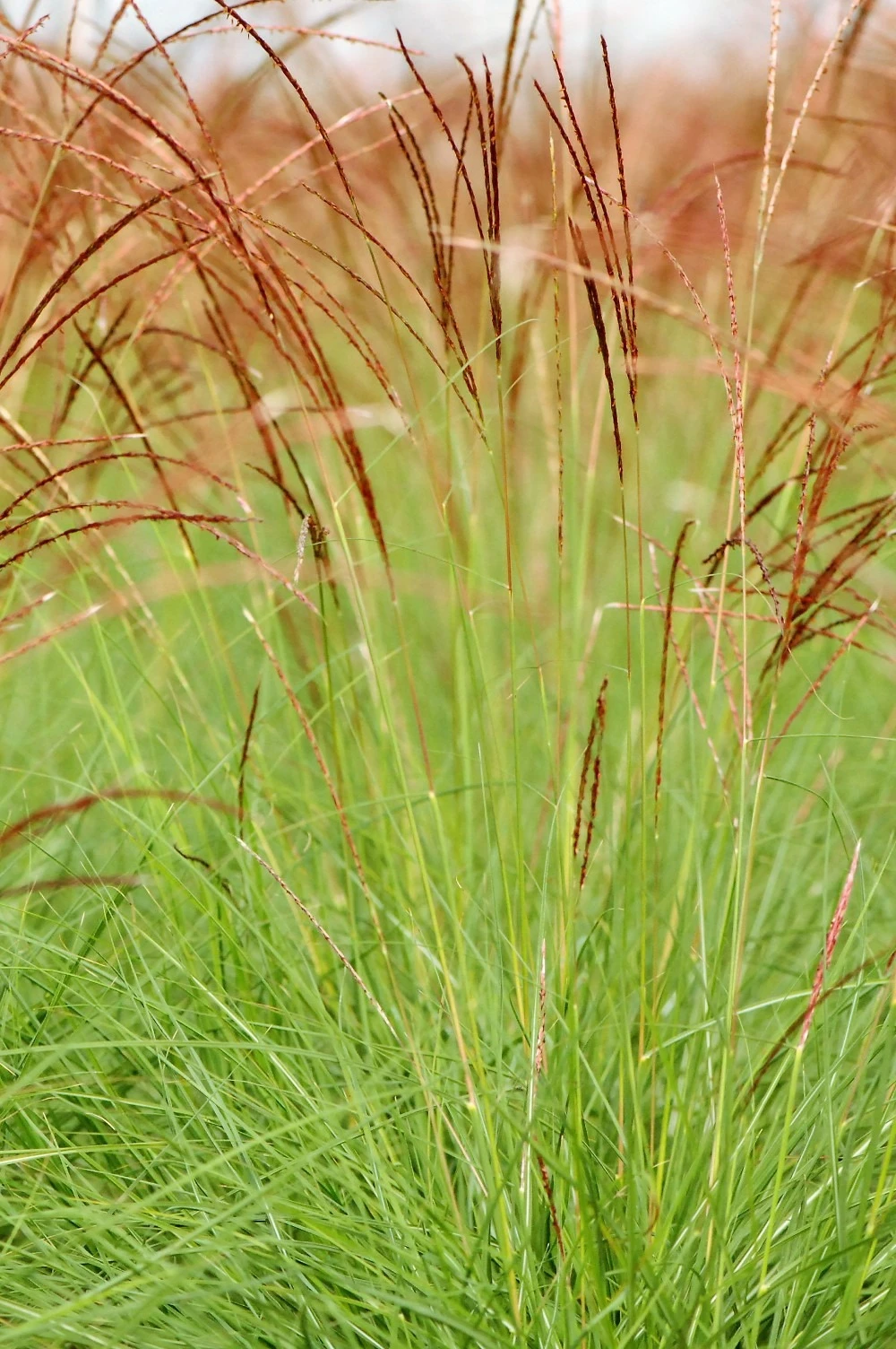 Miscanthus 'cute One' - 3l 3 Miscanthus 'cute One' - 3l