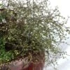 Muehlenbeckia Astonii - 3l -VIDA Plantes Magasin 6481caa21b3473.06971160