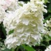 Hortensia 'unique' - 3l -VIDA Plantes Magasin 6481caa2752861.17404252