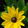 Rudbeckia 'sunny Smiley' - 3l -VIDA Plantes Magasin 6481caa48125d0.91174481