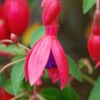 Fuchsia 'tom Thumb' - 3l -VIDA Plantes Magasin 6481cd794ee721.81995482