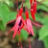 Fuchsia 'ricartonii' - 3l -VIDA Plantes Magasin 6481cd7a183714.30019616