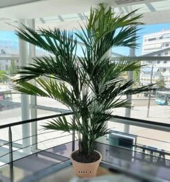 Palmier Kentia Artificiel Deluxe H 260 Cm 766 Feuilles -VIDA Plantes Magasin 6482c3b094c272.86380255