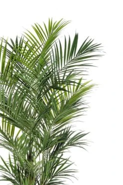Palmier Kentia Artificiel Deluxe H 260 Cm 766 Feuilles -VIDA Plantes Magasin 6482c3b09df097.76581427