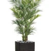 Palmier Kentia Artificiel Deluxe H 260 Cm 766 Feuilles -VIDA Plantes Magasin 6482c3b0a1f125.39802791