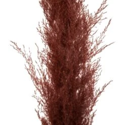 Set De 3 Fleurs Séchées "pampa Naturelle" - H110 Cm 7 Set De 3 Fleurs Séchées "pampa Naturelle" - H110 Cm -VIDA Plantes Magasin 6483186e51d3d2.05693830