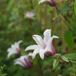 Clématite 'princess Kate®' ('zoprika') - Clematis Texensis 3l -VIDA Plantes Magasin 64870cd0132795.26752018