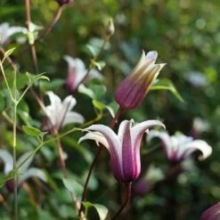 Clématite 'princess Kate®' ('zoprika') - Clematis Texensis 3l -VIDA Plantes Magasin 64870cd01d8a44.32004673