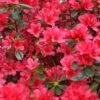 Azalée Du Japon 'hino Crimson ' - 3l -VIDA Plantes Magasin 6488615719fe02.71716515