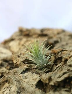 Tillandsia Ionantha Var. Ionantha - 4 à 6 Cm Volume - Lot De 10