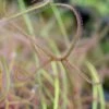 Drosera Binata 'marston Dragon' Caractéristique - Pot 9 Cm -VIDA Plantes Magasin 648861c7948306.61710555