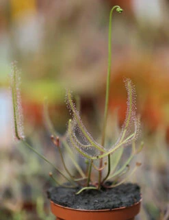 Drosera Binata - Mont Ruapehu - Alpin Form -VIDA Plantes Magasin 648861c8358132.49931676
