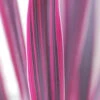 Cordyline 'pink Passion ? ' - 3l -VIDA Plantes Magasin 648993afd97096.36462248