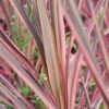 Cordyline 'southern Splendour' - 5l -VIDA Plantes Magasin 648993b038eb34.75331609