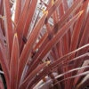 Cordyline 'red Star' - 5l -VIDA Plantes Magasin 648993b09ed626.30952717