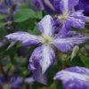 Clématite 'tie Dye' Clematis Jackmanii 3l -VIDA Plantes Magasin 648993b108c896.43478852